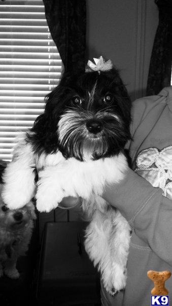 Stud Dogs - Havanese